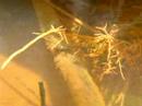 A female damselfly ovipositing underwater A female damselfly ovipositing underwater