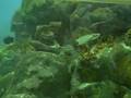 Texas State Aquarium in Padre Island