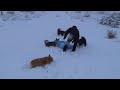 See Video