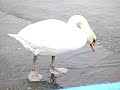 Il cigno si fa \