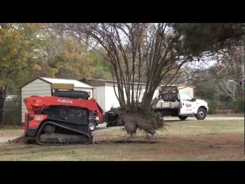 how to transplant crepe myrtle trees