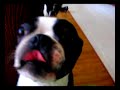 3 Boston Terriers 3 Boston Terriers