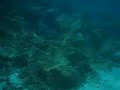 Kenya Video