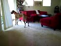 Juni Great Dane 8 months old