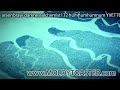 araonbrasil darknessalchemist132 humhumhumnum YVETTE969 lba.mov