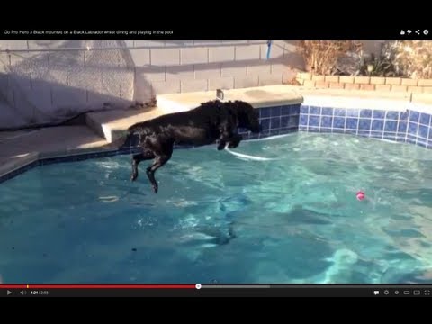 Go Pro Hero 3 Black mounted on a Black Labrador whilst diving and playing in the pool