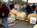 Windsor Nova Scotia Pumpkin Regatta