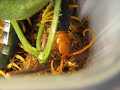 Giant (Redheaded) Desert Centipede - Scolopendra heros