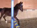 videos de trotting.flv