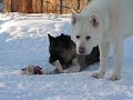Cold Mountain Akitas Hoshi & Cirrus