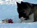 Akita Inu video
