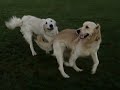 GOLDEN RETRIEVER FUN