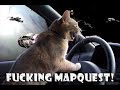 VERY FUNNY CATS PT 2 (OMG LOL HAX)