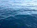 Little Tunny On Ultralight Tackle Little Tunny On Ultralight Tackle