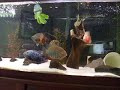 75 gallon Cichlid Freshwater Fish