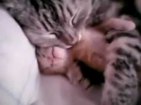 how to avoid bad dreams