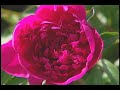 Fall Perennial Planting Fall Perennial Planting