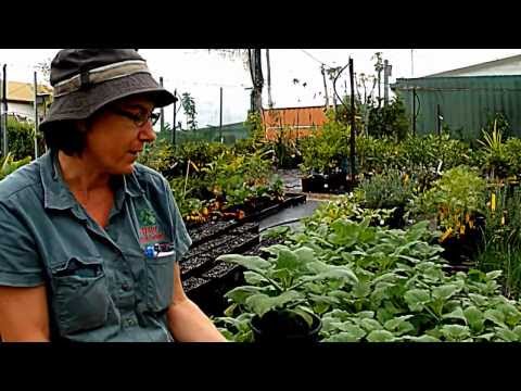 how to grow achacha from seed