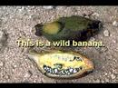 Ray Comfort Has Gone Bananas
