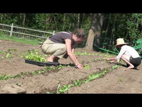 how to harvest escarole
