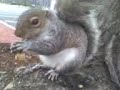 Squirrel 12-26-07 Squirrel 12-26-07