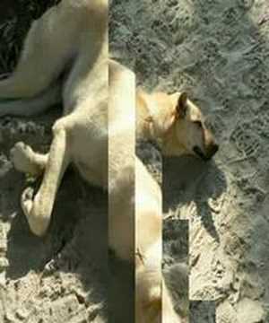 thai dog