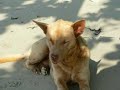 Thai Dogs Island Koh Chang