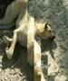 Thai Dogs Island Koh Chang