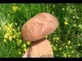 Funghi porcini (manatarca)-Vulcan - HD Funghi porcini (manatarca)-Vulcan - HD