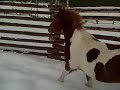 bro-cantering bro-cantering