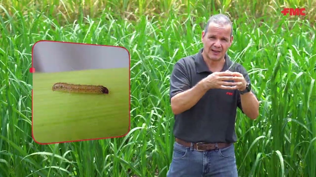 FMC ALERTA CIGARRINHA Episódio 9