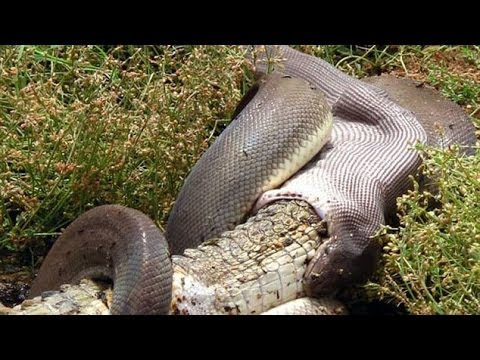 CROCODILE