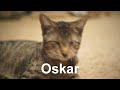 Oskar The Blind Kitten&klaus: Feline Bromance In Omaha