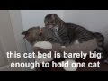 Oskar the Blind Kitten & Klaus: Feline Bromance in Omaha
