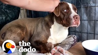 Radio DJ Drives An Hour Every Day For Months To Gain This Wild Pittie’s Trust | The Dodo Heroes by The Dodo