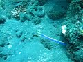 Blue ribbon eel Blue ribbon eel