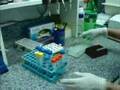 PCR de VIF