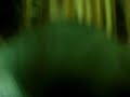 voxes