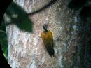 birder