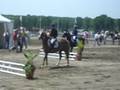 lamotte 20066