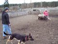 Ollie GSD Sheep herding March 2007