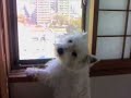 Thinking Westie Thinking Westie