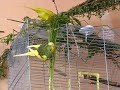 moje papugi, my budgies (2)