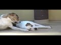 Breeding Couple Breeding Couple