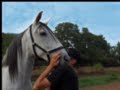 Dressage --Travail de 2 pistes et jambettes - Sacha Bravard
