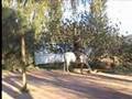 Dressage --Travail de 2 pistes et jambettes - Sacha Bravard