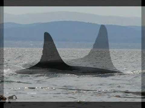 orca