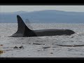 Orca Song 2008