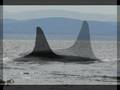 Orca Song 2008