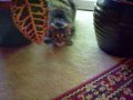 Berci the Cat